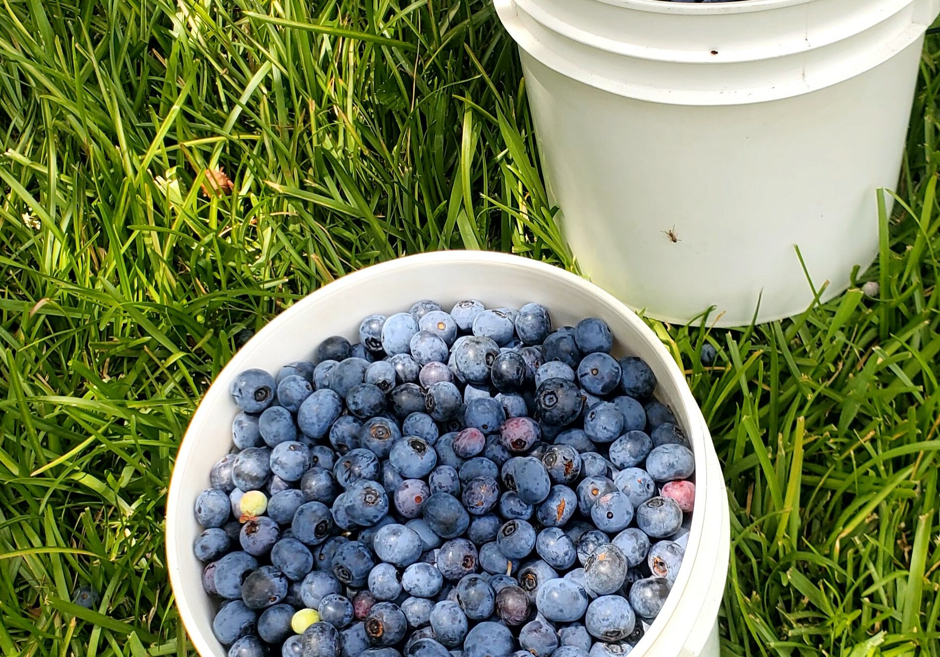 Blueberries in field bucket