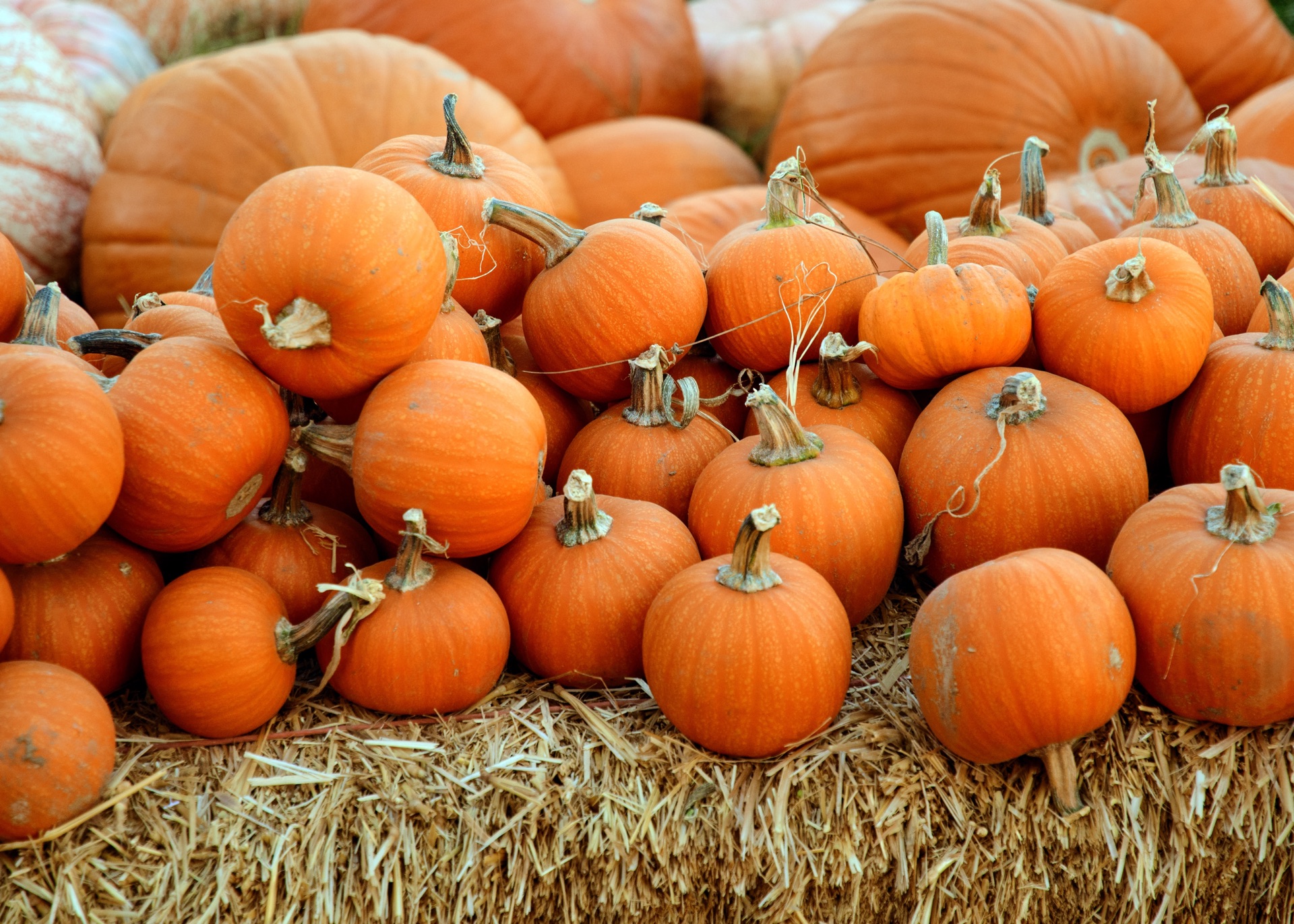 Pumpkin Patch | Bolin Grove Farms Pumpkin Patch | Bolin Grove Farms
