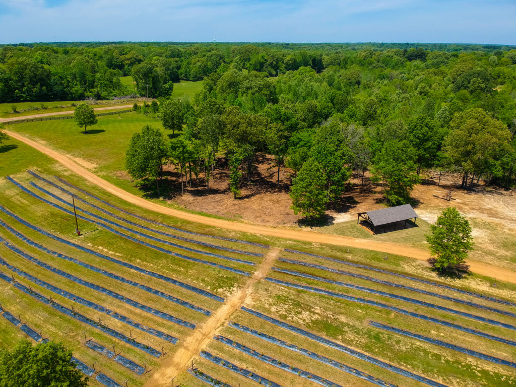 Blueberries Bolin Grove Farms