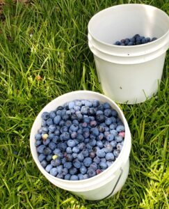 Blueberries in a picking bucket in the field