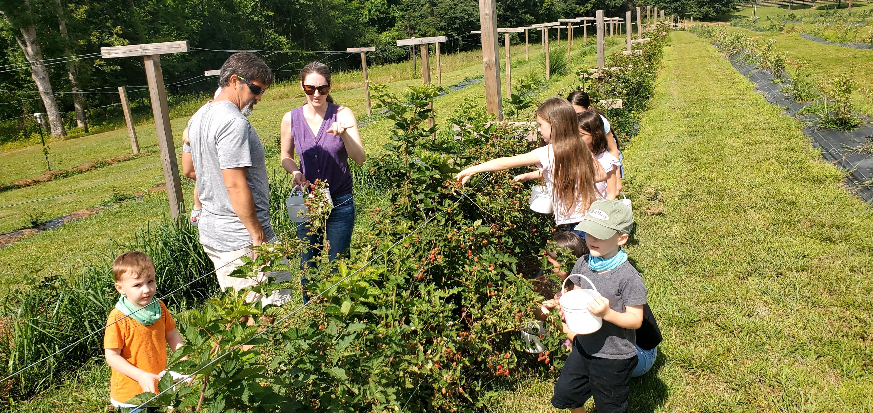 Family picking blackberries at Bolin Grove Farms